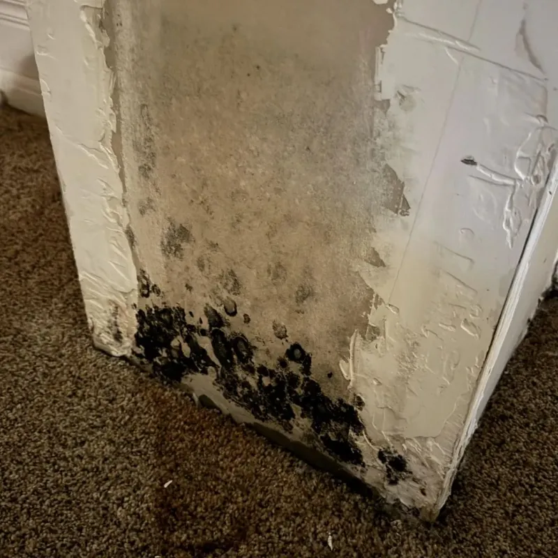 Professional Mold Removal in Falmouth, VA